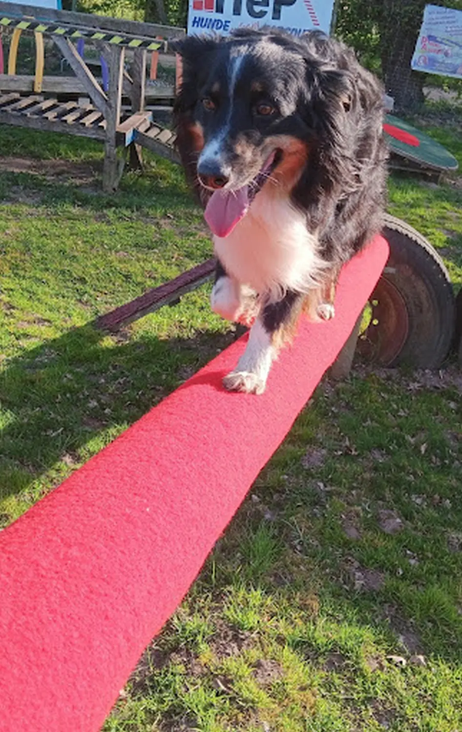 Mantrailing hund von HeP Hunde extrem Parcours