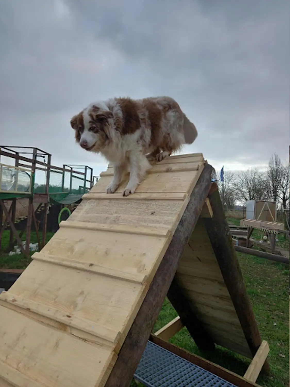 Mantrailing hund von HeP Hunde extrem Parcours