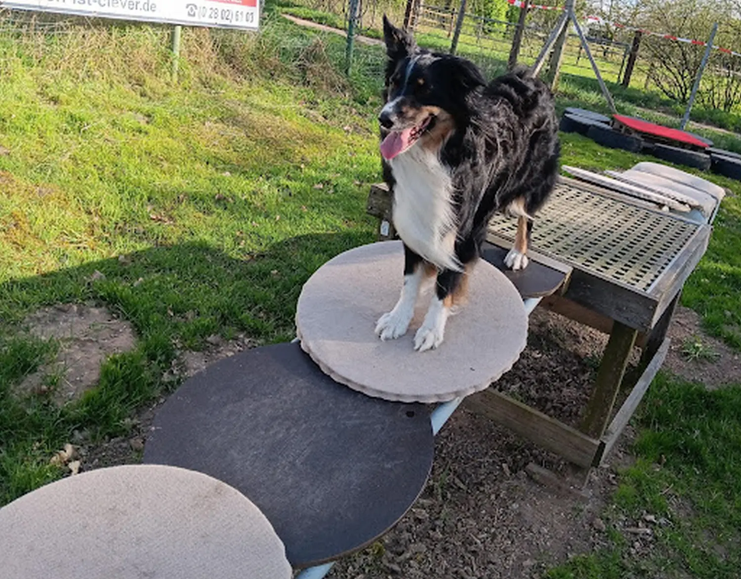 Mantrailing hund von HeP Hunde extrem Parcours