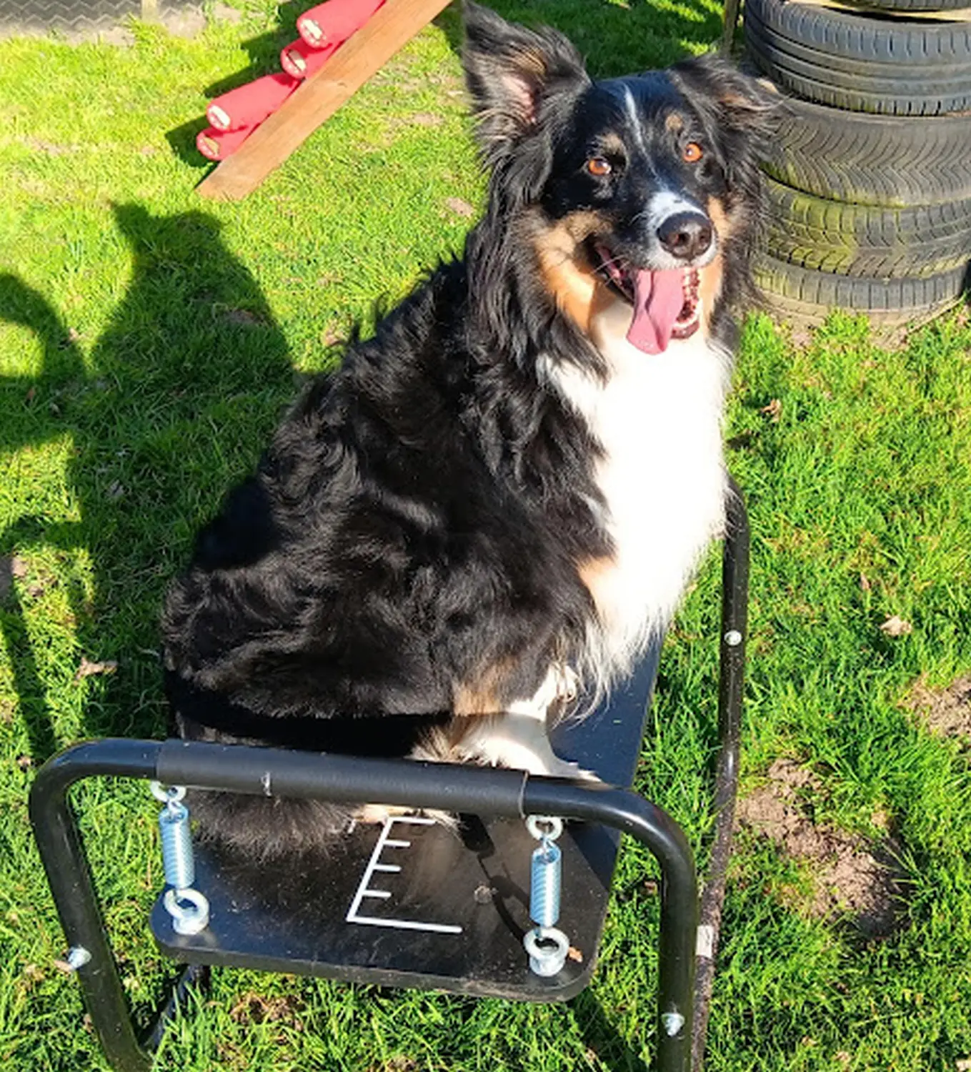 Mantrailing hund von HeP Hunde extrem Parcours