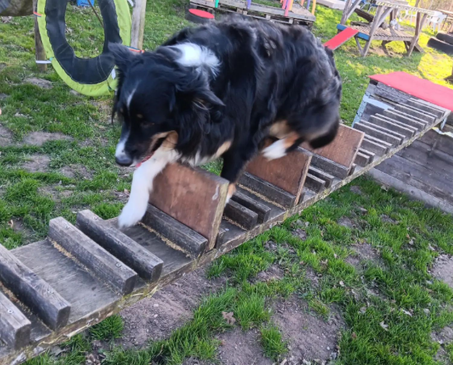Mantrailing hund von HeP Hunde extrem Parcours