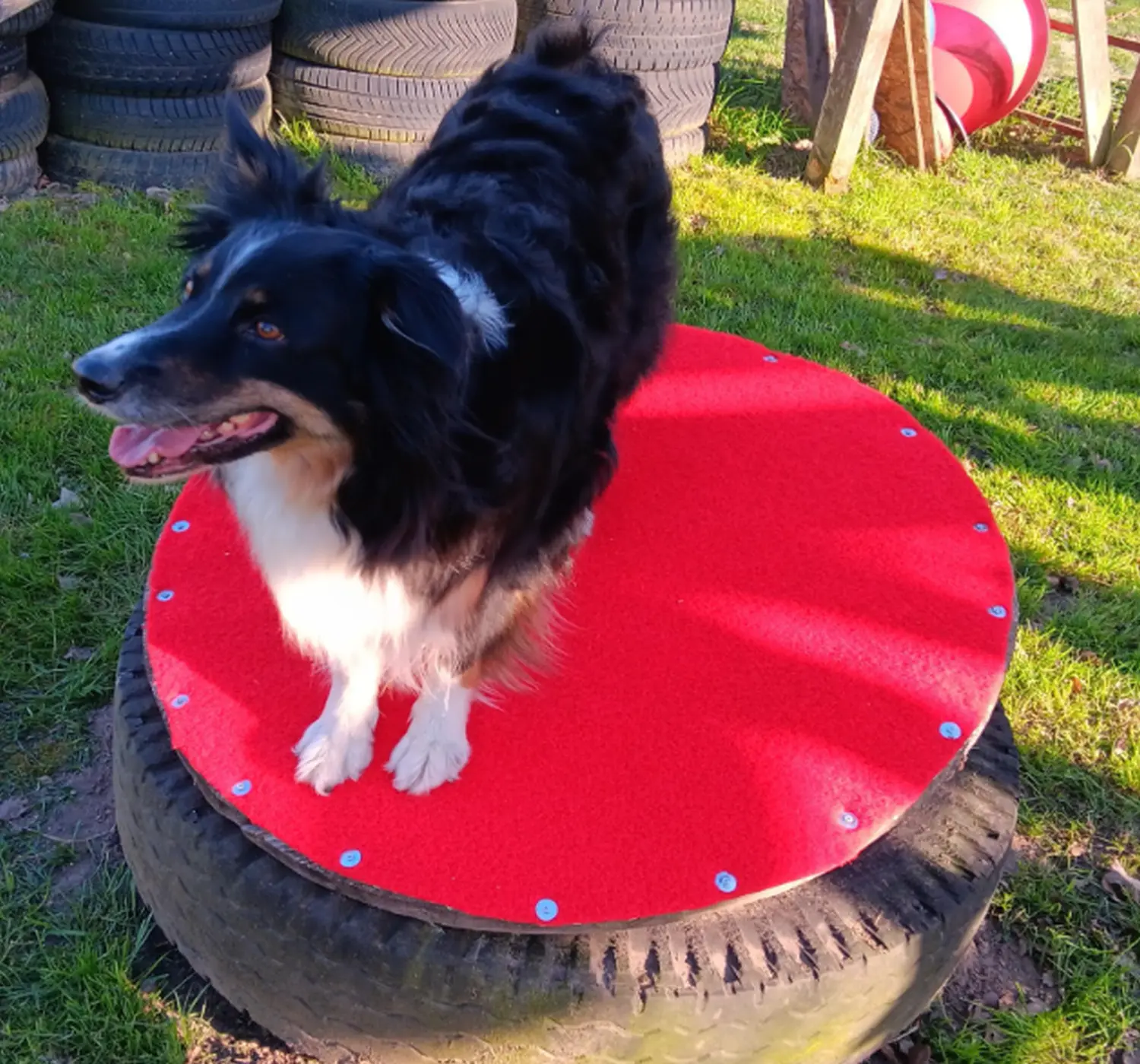 Mantrailing hund von HeP Hunde extrem Parcours
