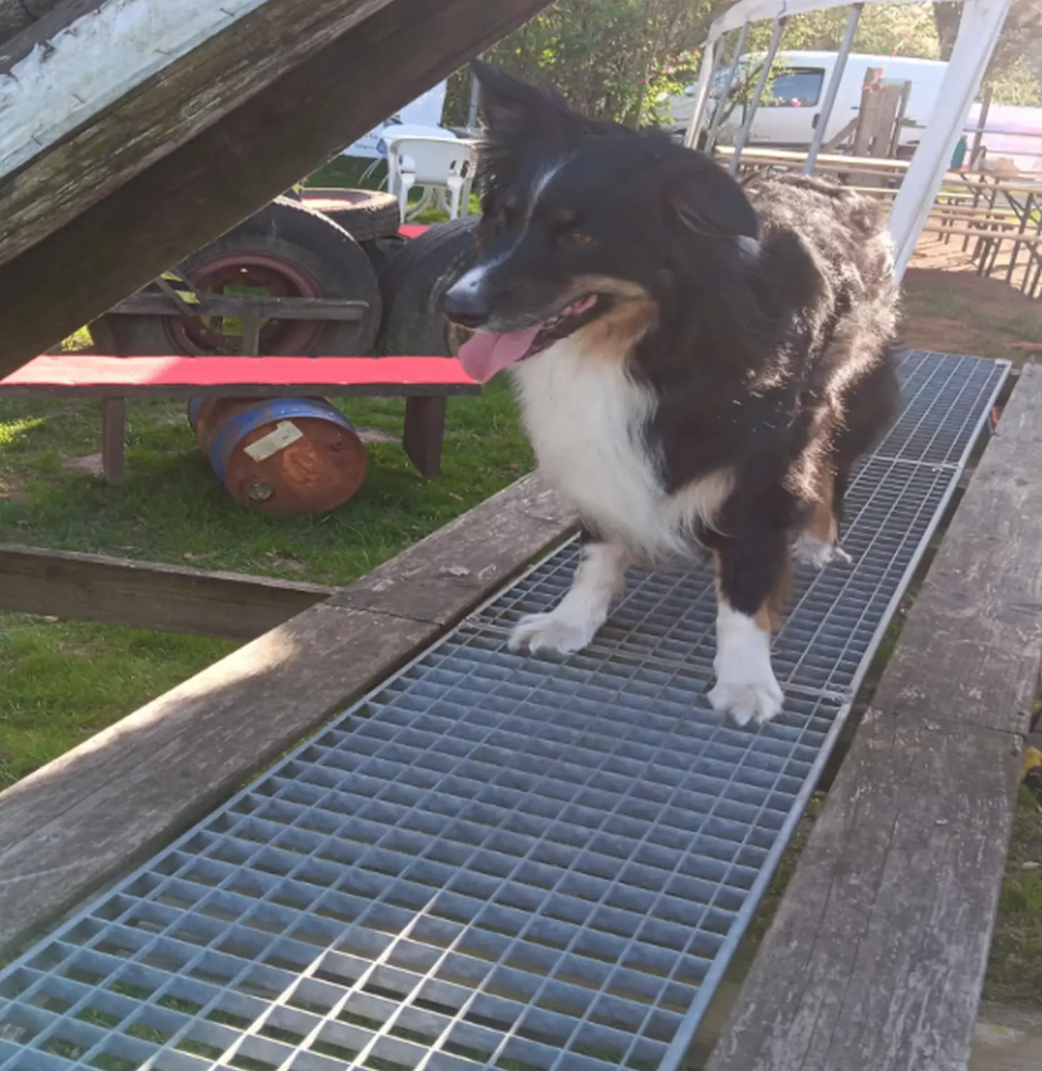 Mantrailing hund von HeP Hunde extrem Parcours
