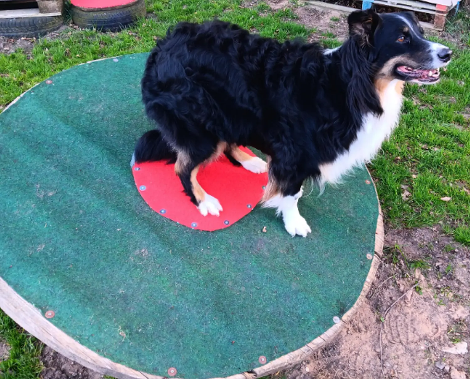 Mantrailing hund von HeP Hunde extrem Parcours
