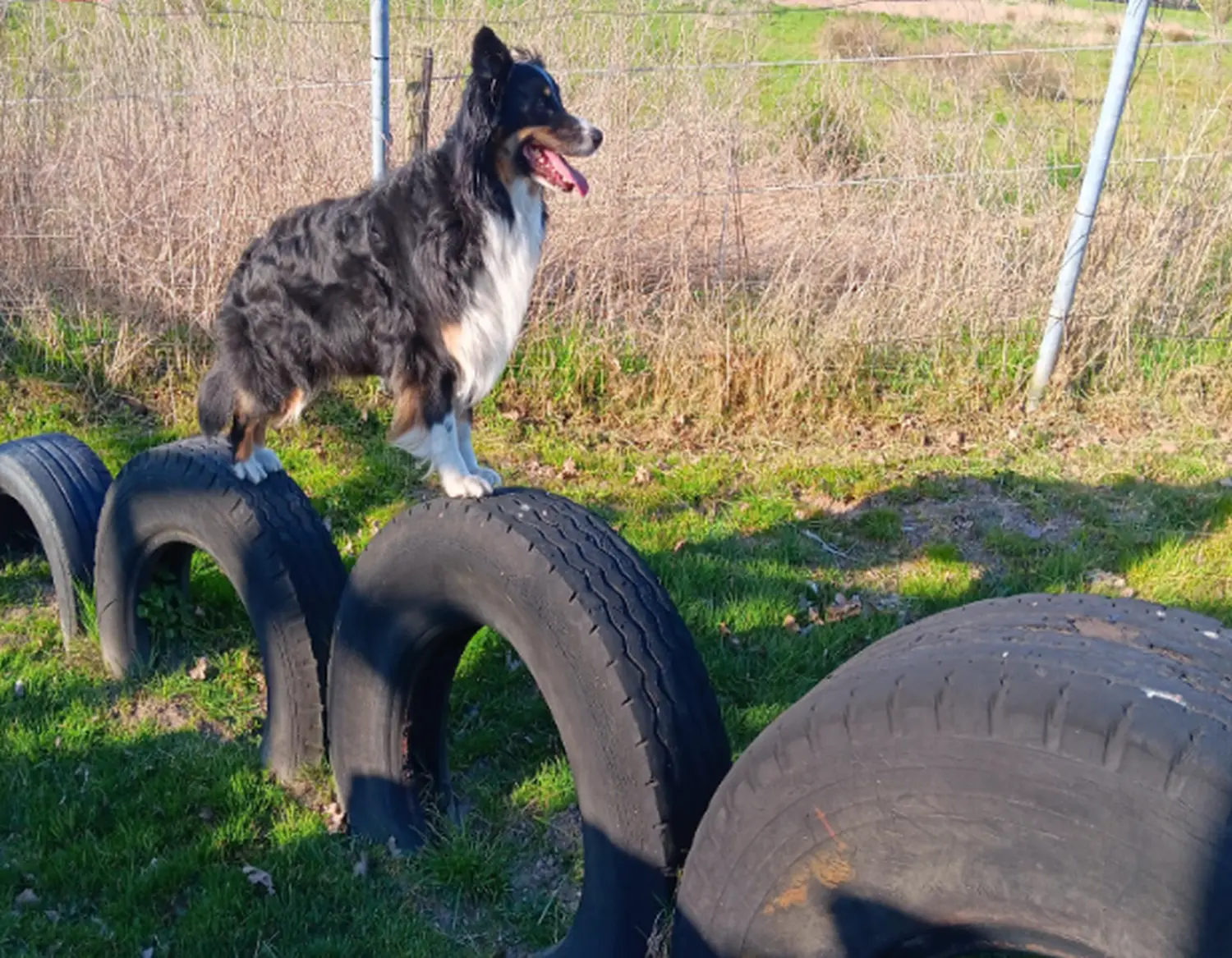 Mantrailing hund von HeP Hunde extrem Parcours