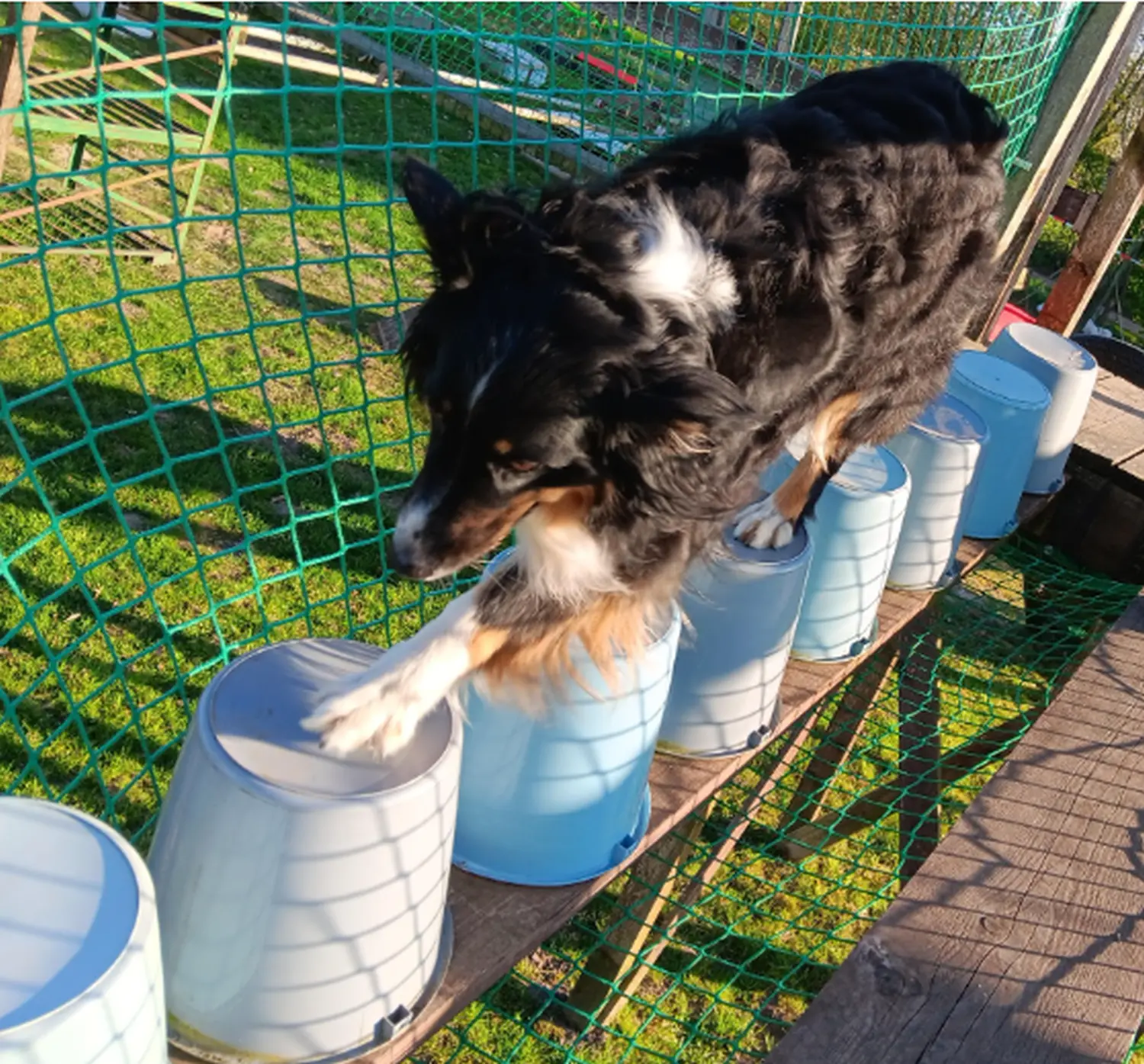 Mantrailing hund von HeP Hunde extrem Parcours