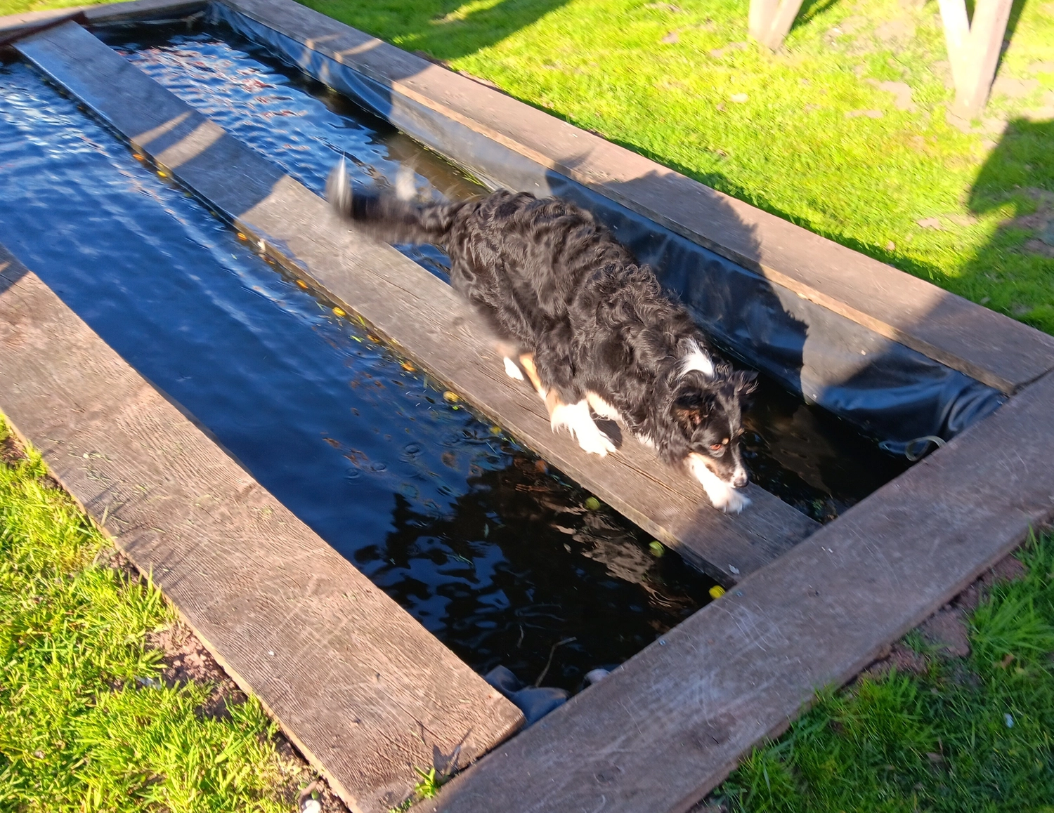 Mantrailing hund von HeP Hunde extrem Parcours