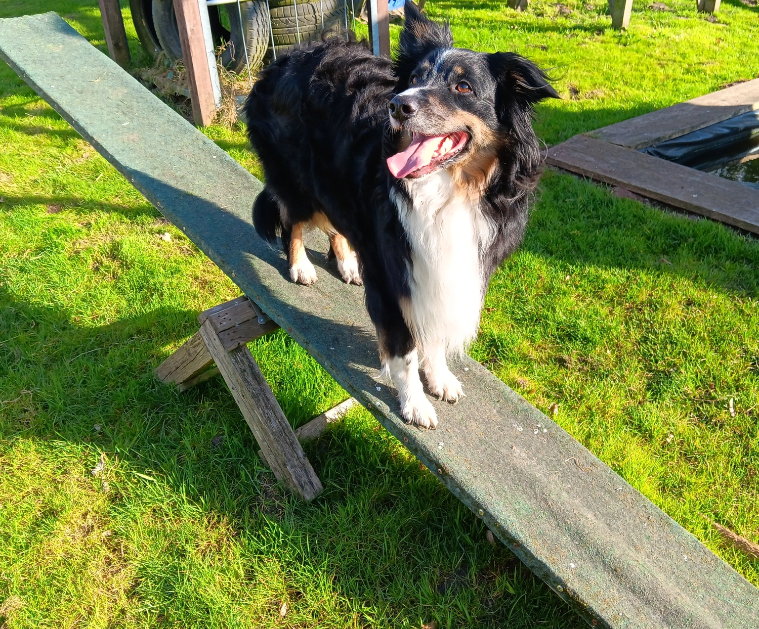 Mantrailing hund von HeP Hunde extrem Parcours