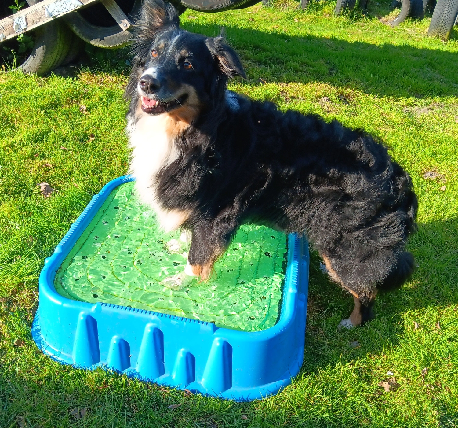Mantrailing hund von HeP Hunde extrem Parcours