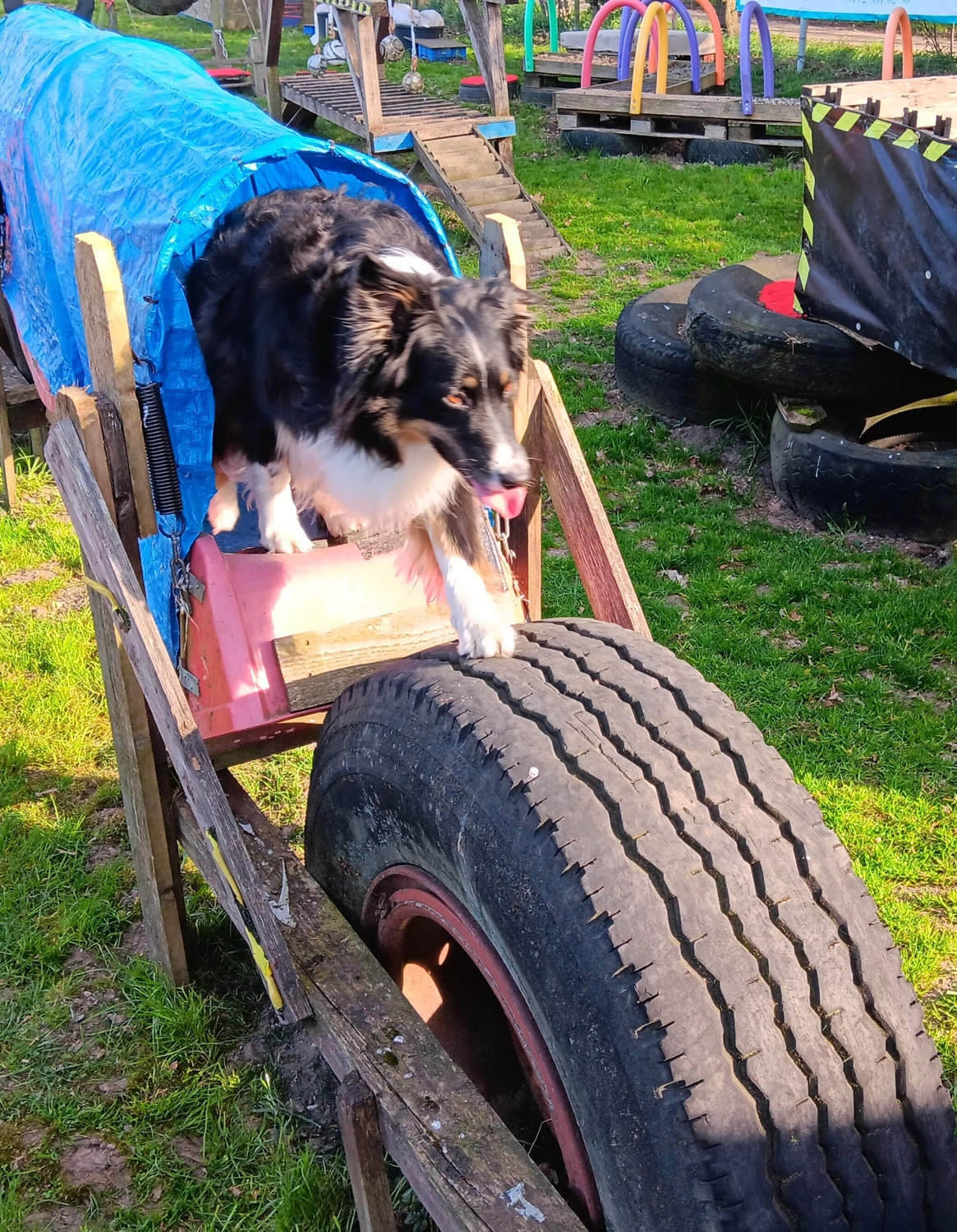 Mantrailing hund von HeP Hunde extrem Parcours