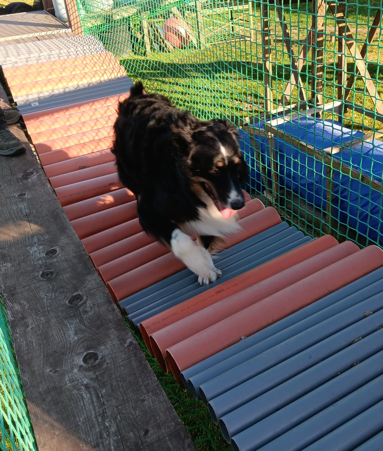 Mantrailing hund von HeP Hunde extrem Parcours